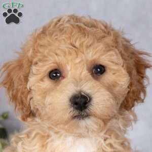 Bubbles, Bich-Poo Puppy